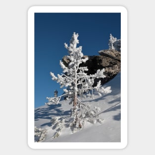 Snow covered Coniferous tree on a hill in winter season. Sticker